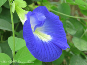 clitoria