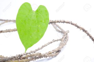 heartleaved